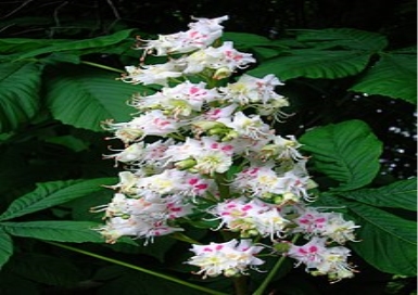 https://upload.wikimedia.org/wikipedia/commons/thumb/d/d0/Horse_chestnut_flowers.JPG/220px-Horse_chestnut_flowers.JPG